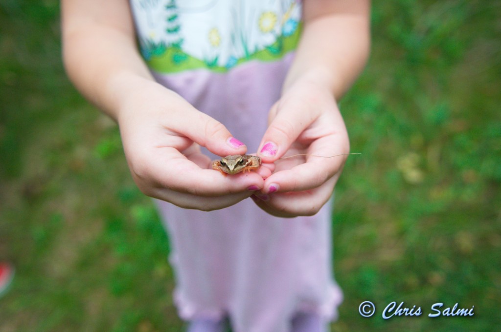 _DSC7599.JPG - Grodor plockades hela sommaren