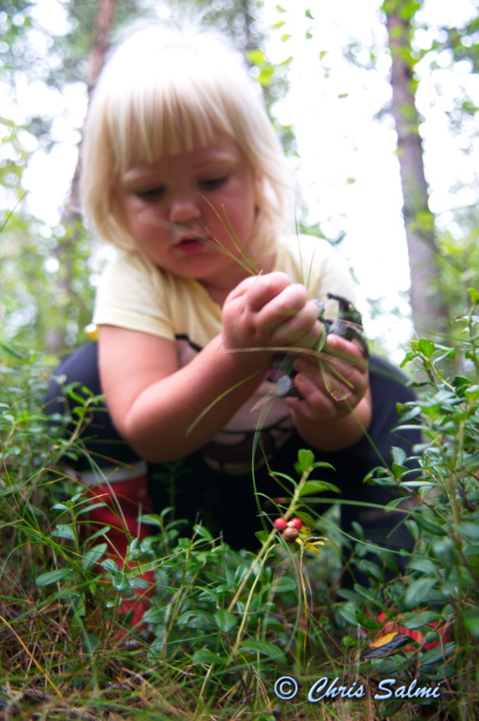 _DSC7549.JPG - Lingonplockning. Alice älskar frysta lingon. Det var bland det första hon kunde säga "Nilon"