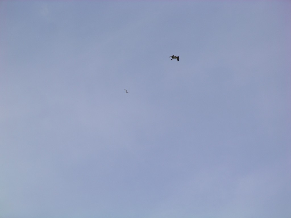 IMGP1389.JPG - Tärnan jagar fiskgjusen