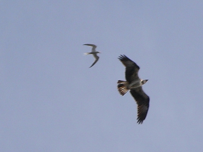 IMGP1391.JPG - Tärnattack