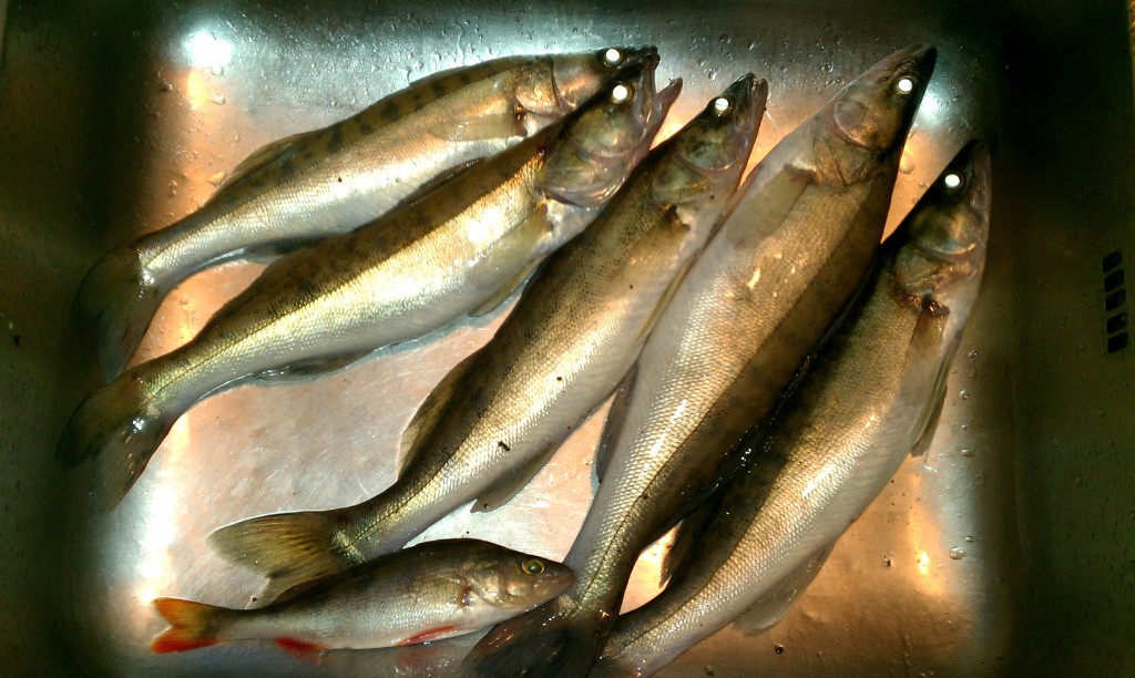 IMAG0489.jpg - Det blev ju fångst