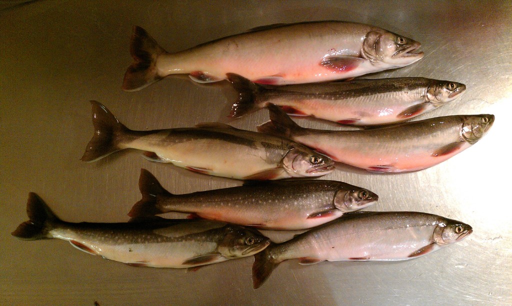 IMAG1002.jpg - Fångsten