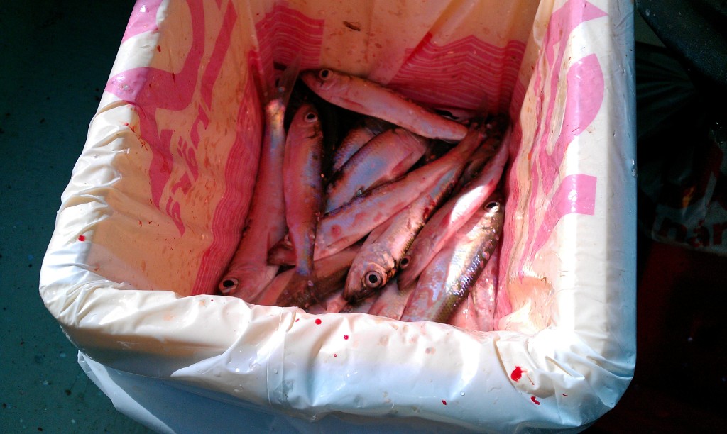 IMAG0448.jpg - Det börjar fyllas på. Det blev en plastkasse var. Min rensning var klar kl 02:00 samma kväll - phu