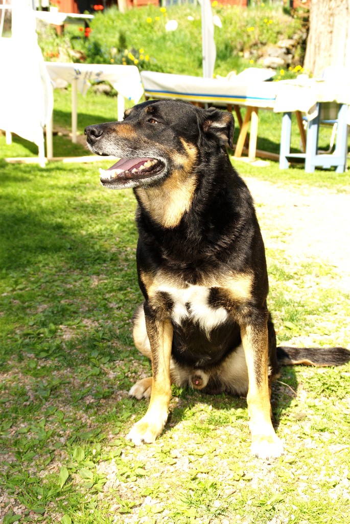 _DSC8503.JPG - Farsan hund Kasper.