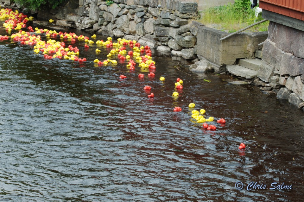 _DSC5933.JPG - Jo där kommer de första ankorna.