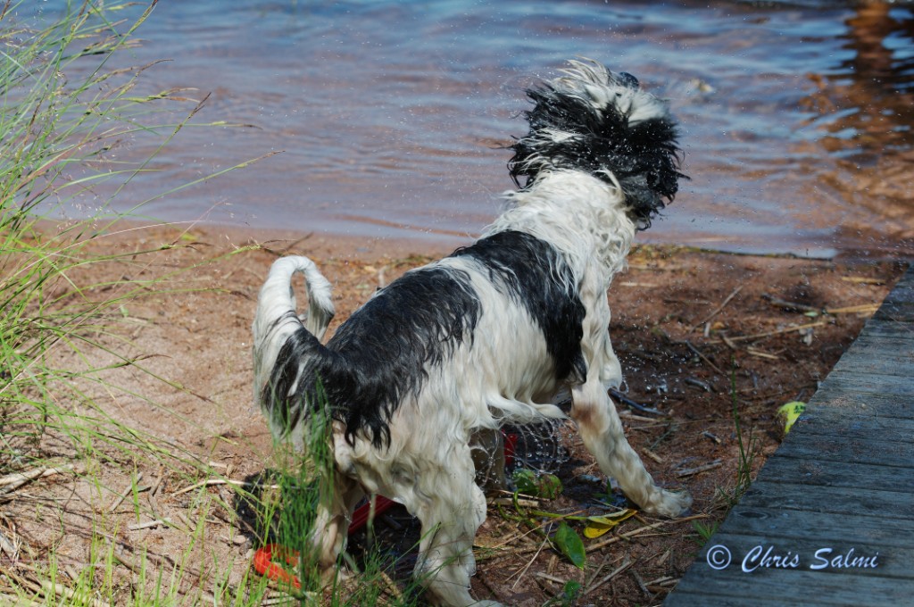 _DSC6524.JPG - Blöt hund