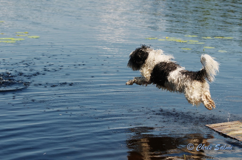 _DSC6548.JPG - Flying Siri