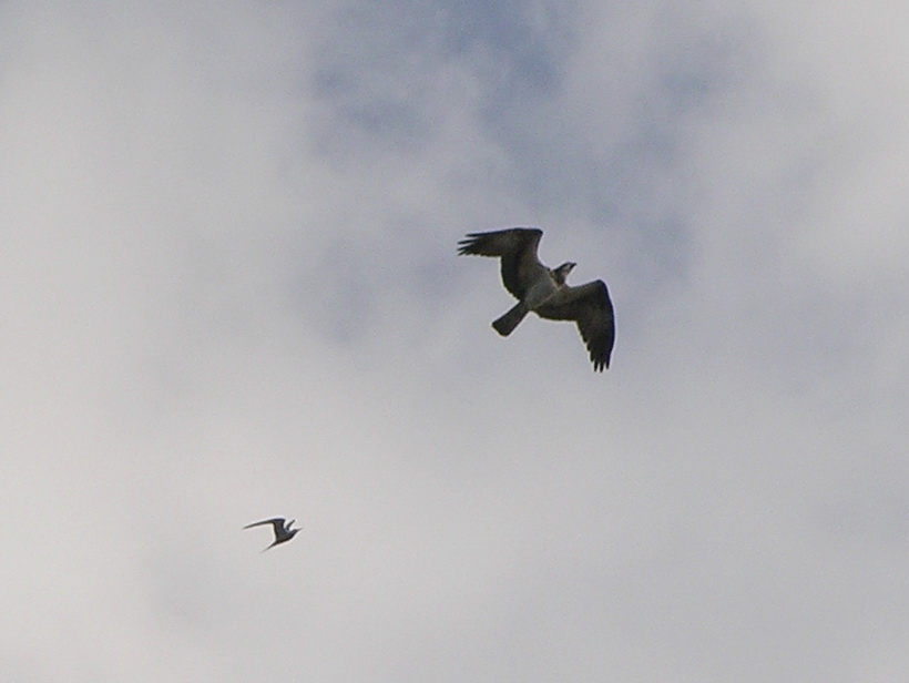 IMGP1390.JPG - Tärnattack