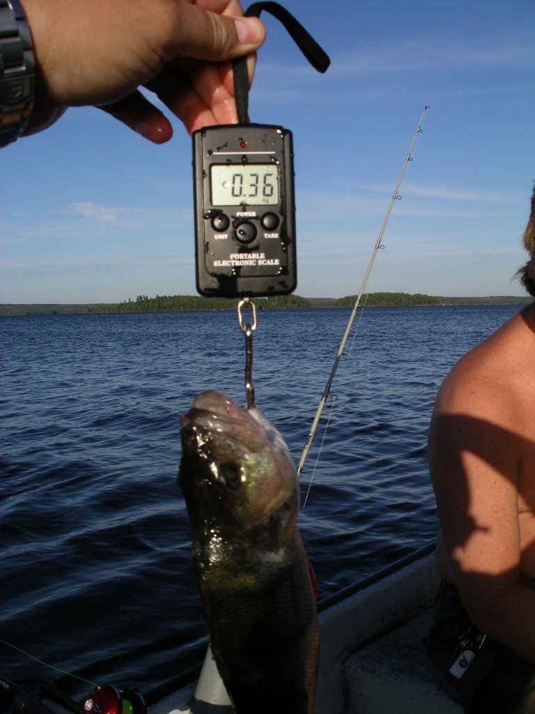 IMGP1559.JPG - Fin aborre