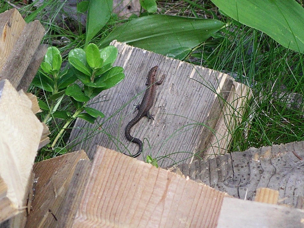 IMGP1100.JPG - Ödlan som kom att bli Ödetödla?