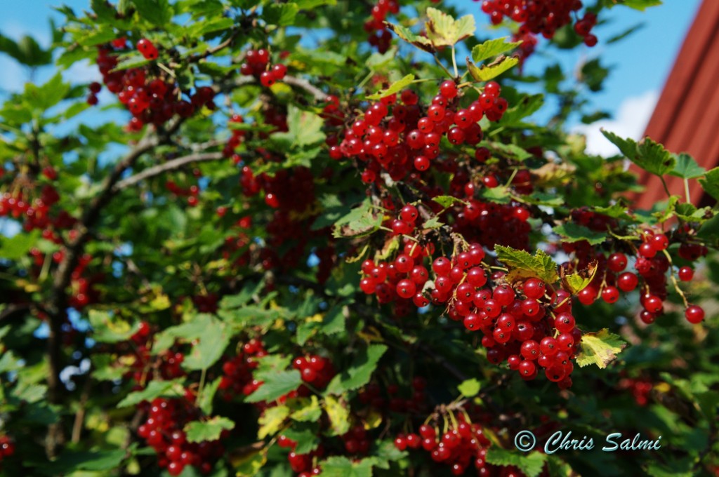 _DSC9817.JPG - Vinbär, Hinsebo, Norberg