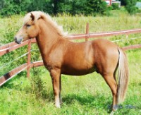 Katarina_hästsafari