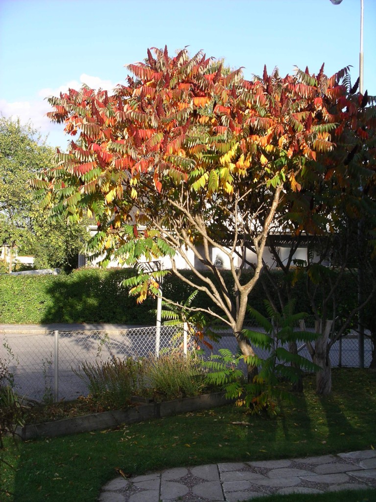 IMGP1911.JPG - Träd hemmavid.