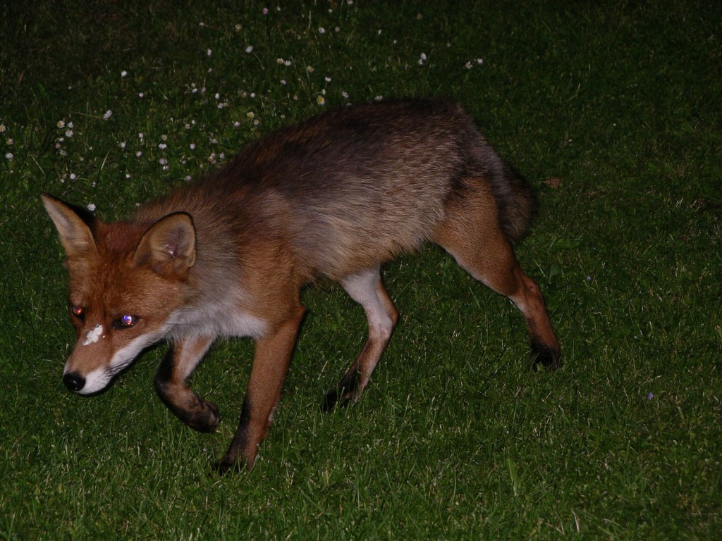 IMGP3908.JPG - Grädde på moset? Nä det är potatissallad på nosen.