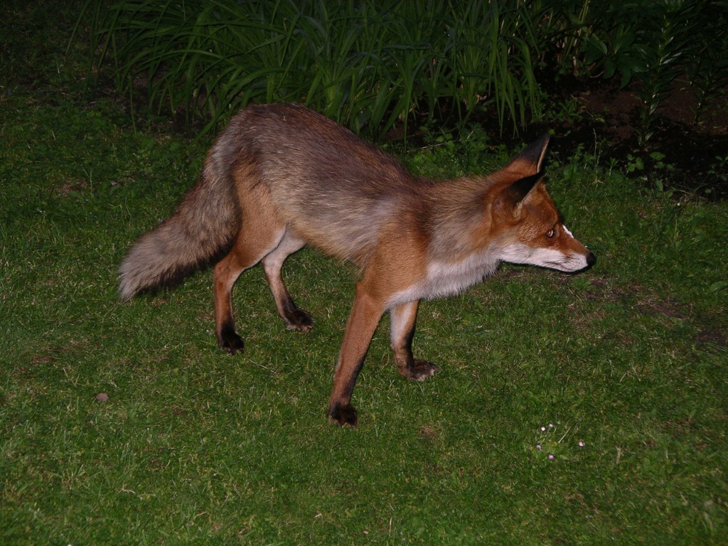 IMGP3913.JPG - Räven var INTE skygg.