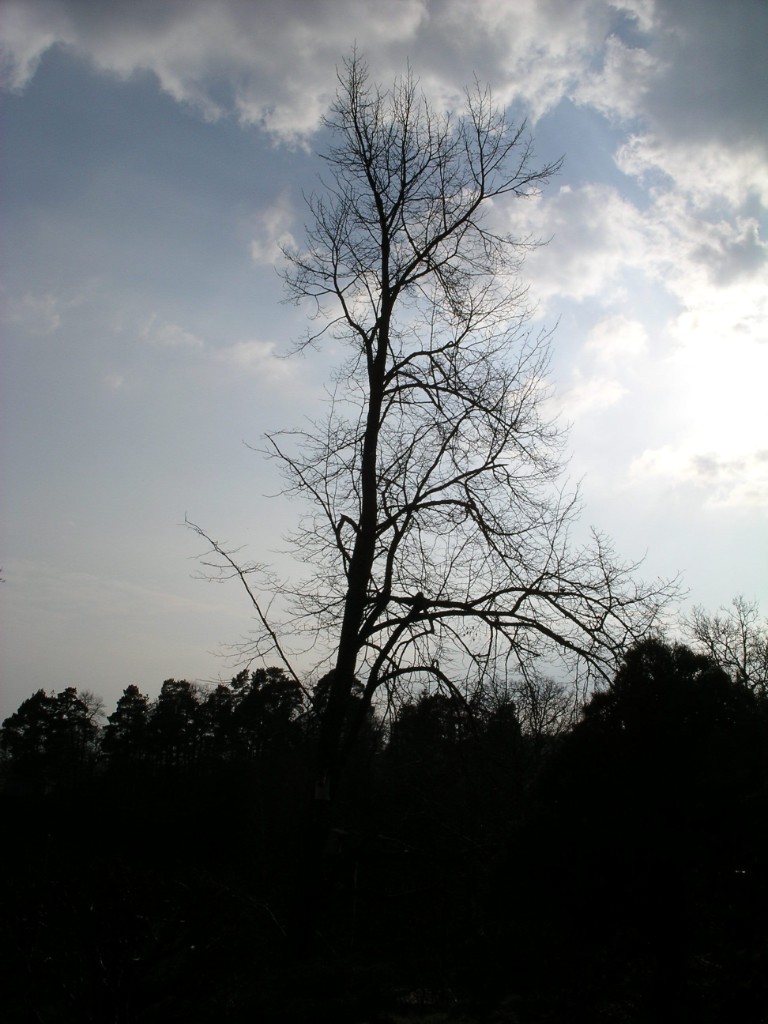 IMGP8117.JPG - Ett träd med känsla för dramatik i Lerum.