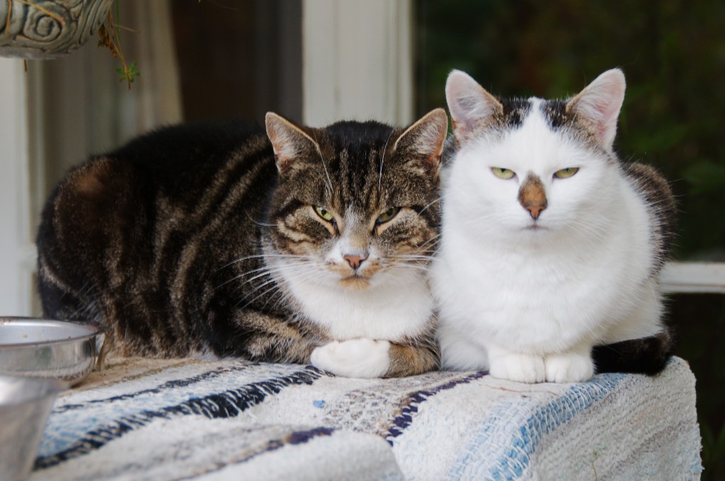 _DSC0471.JPG - Pappa Pekkas katter Ace och Lotta