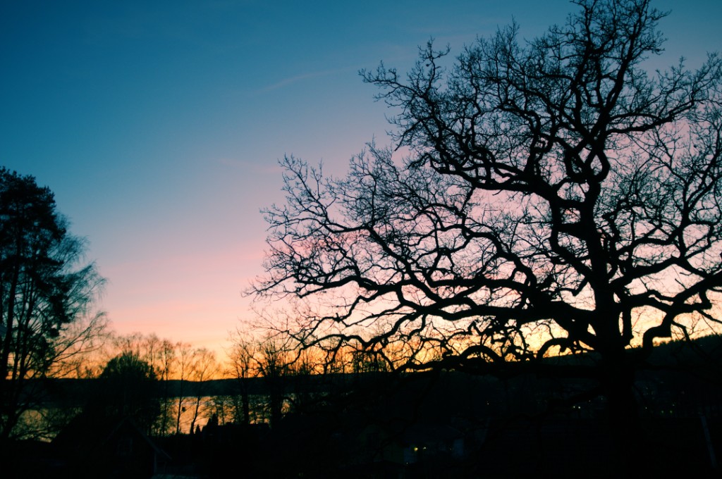 _DSC2898.JPG - Eken vid Aspen