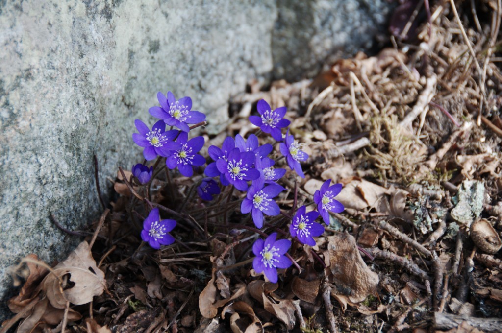 _DSC4189.JPG - Blåsippor vid Bögsgård 2009.
