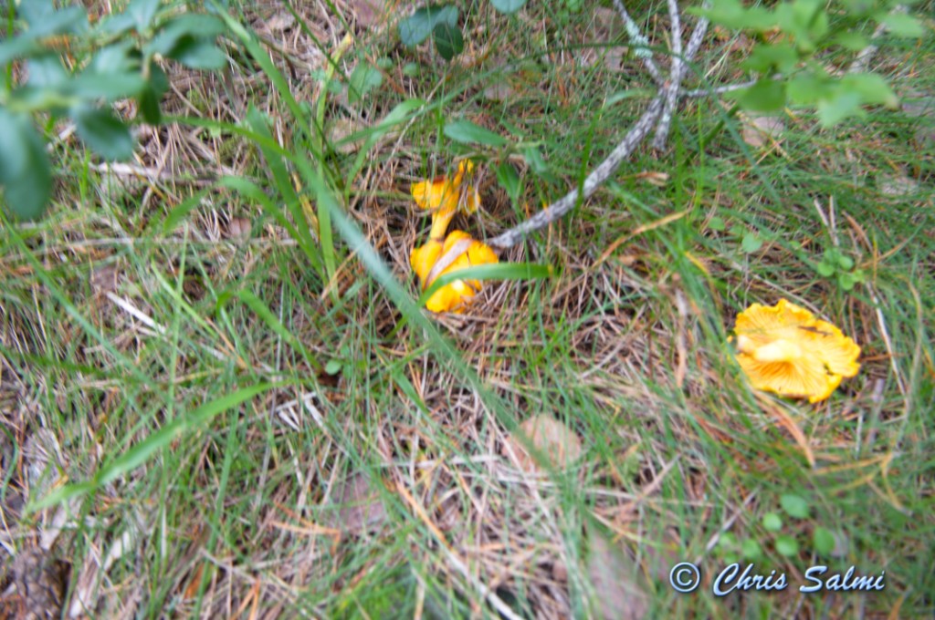 _DSC7521.JPG - Jo det var några kantareller