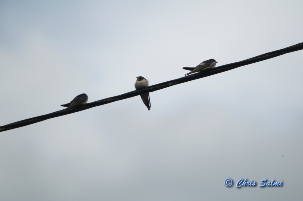 _DSC7184.JPG - Svalungar