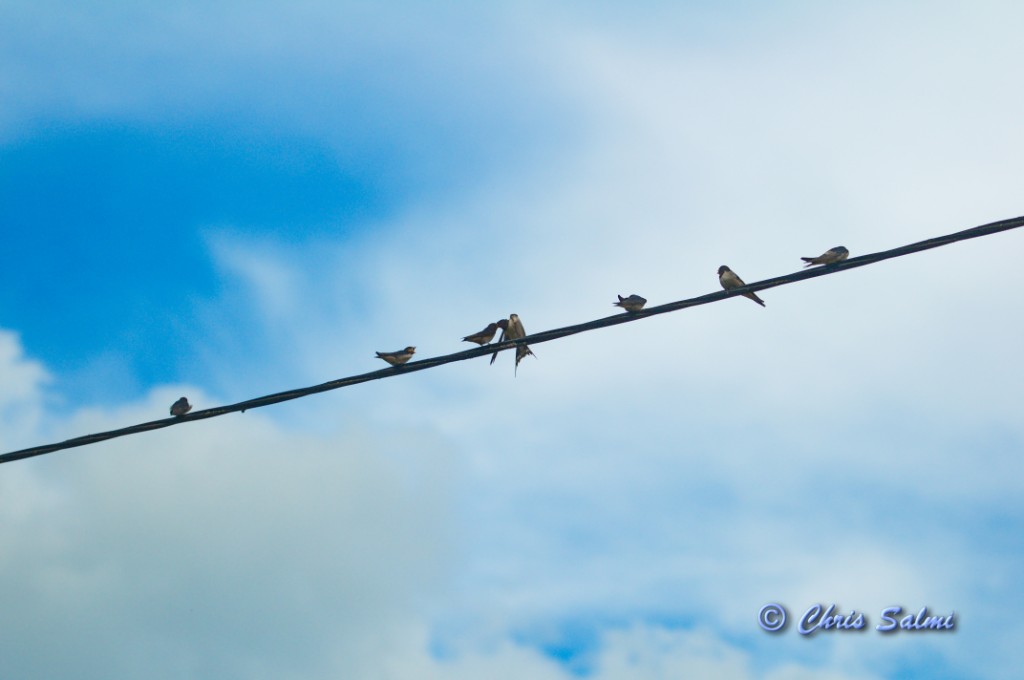 _DSC7188.JPG - Mamman kom och matade ungarna