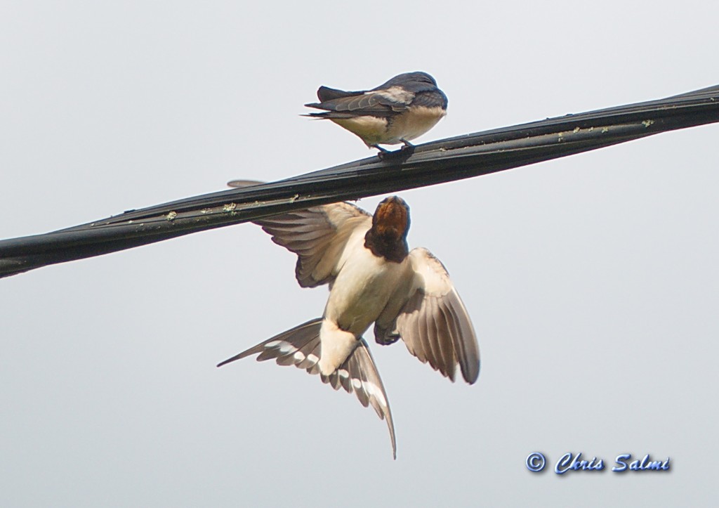 _DSC7230.JPG - Inflygning