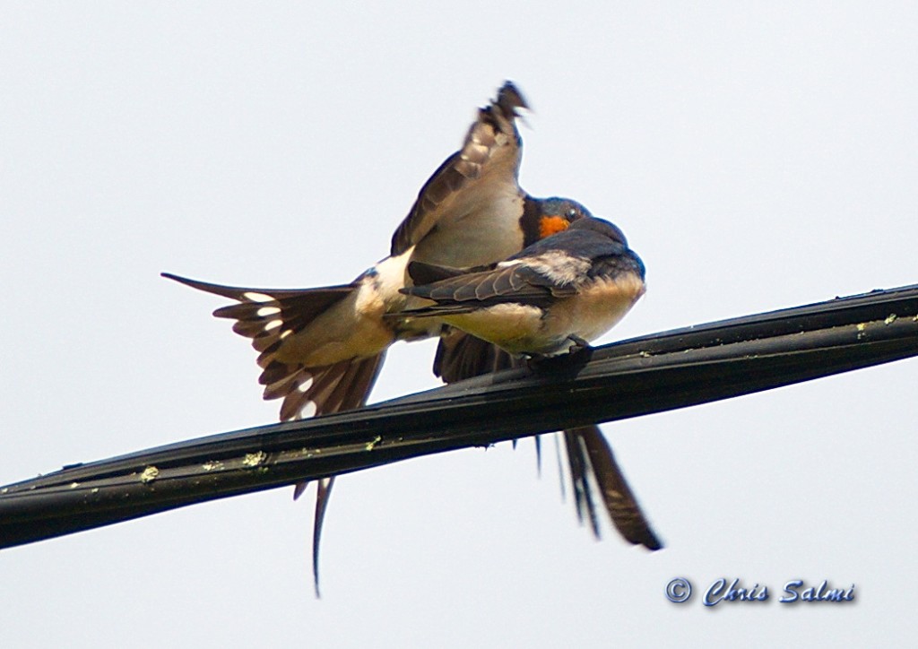 _DSC7231.JPG - Mittiprick