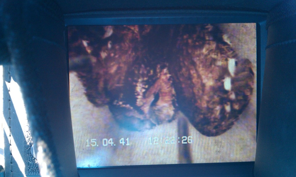 IMAG0105.jpg - Här är den på väg. Den hoppade sedan upp på kameran och jag halade in - ganska rädd då ugglan var stor och jag inte hade fallsele. Väl uppe på skorstenen ruska den inte ens på sig utan flög iväg.