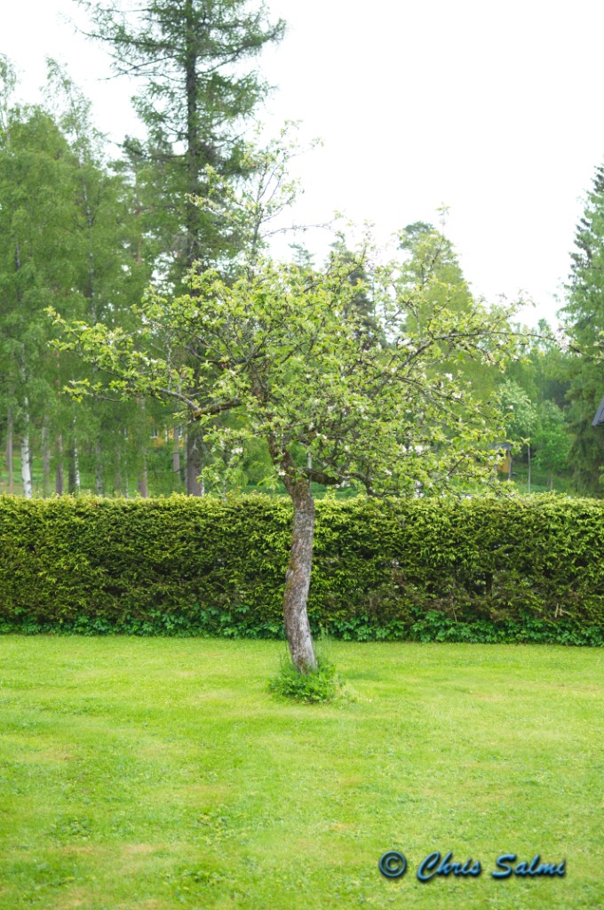 _DSC6062.JPG - Äppelträdet i blom